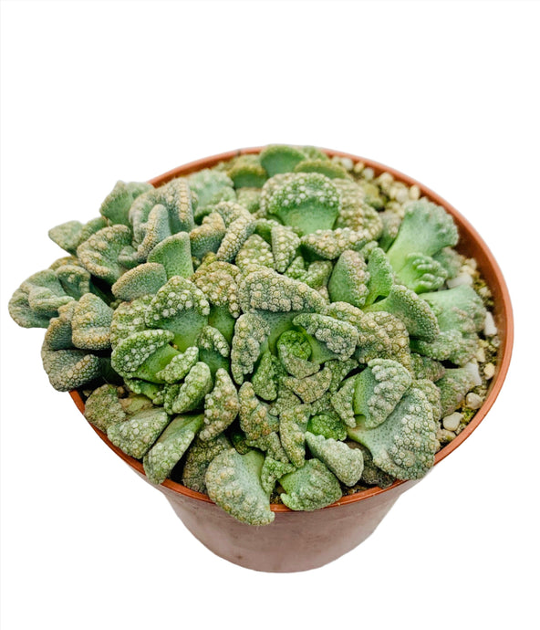 Titanopsis calcarea in 8.5cm pot