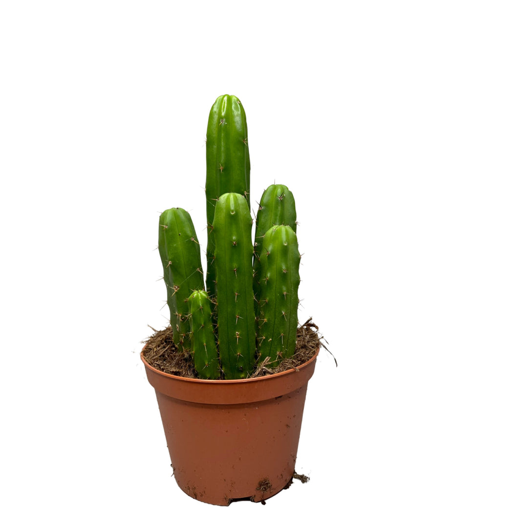Echinopsis kaktusas