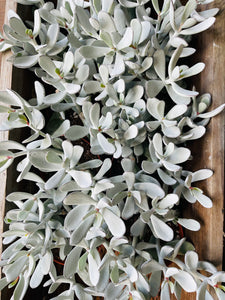 Cotyledon silver pearl