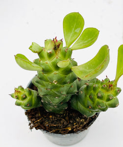 Euphorbia Monadenium Ritcheii