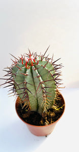 Euphorbia Horrida
