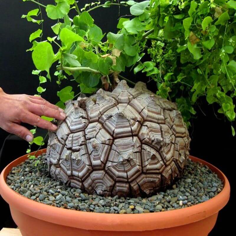 Dioscorea elephantipes Small dioscorea – Gipsygarden