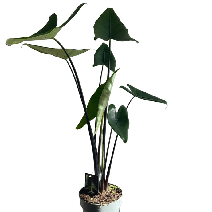 Alocasia Zebrina black stem