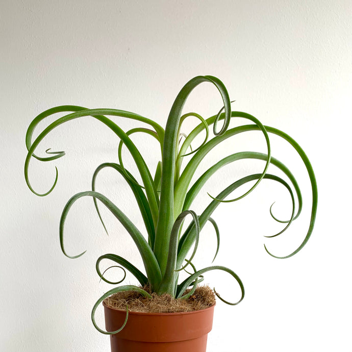 Tillandsia Curly slim