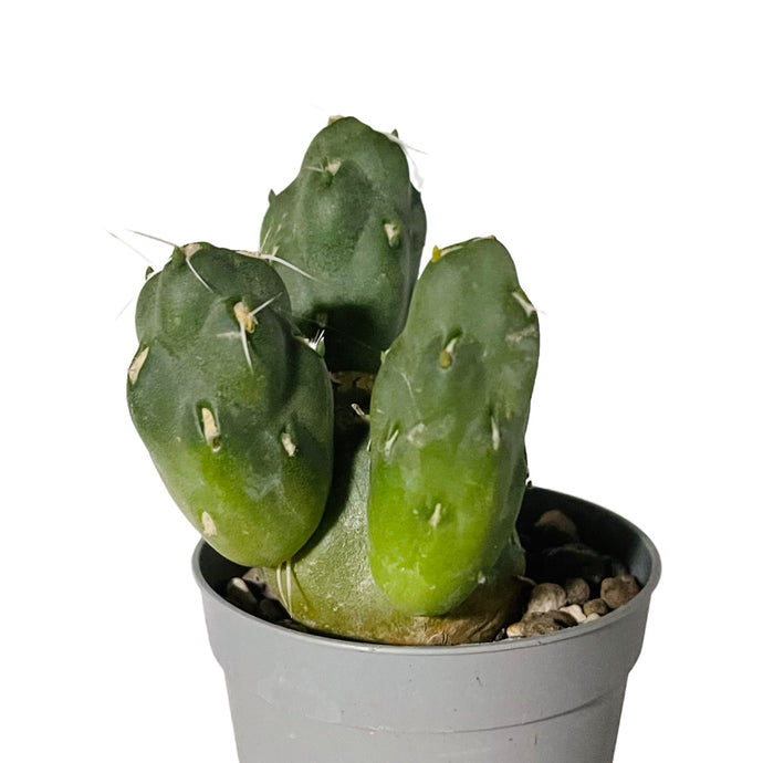 Tephrocactus neuqueansis