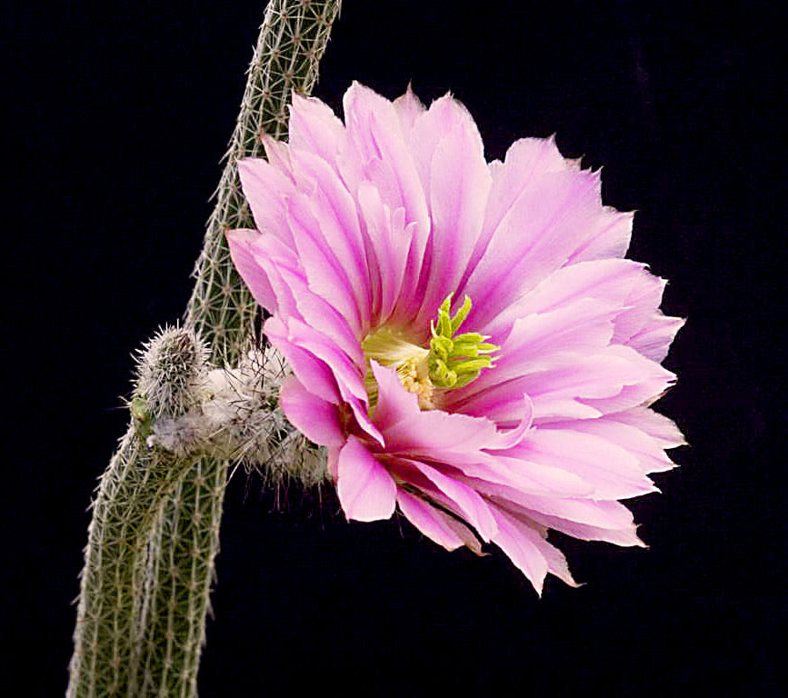 Wilcoxia (Echinocereus) poselgeri – Gipsygarden