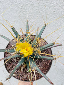 Leuchtenbergia principis