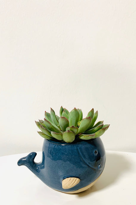 Dolphin pot + succulent