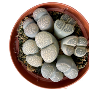 Lithops Grey