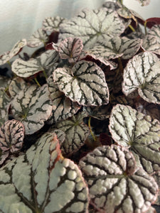 Begonia rex Chao