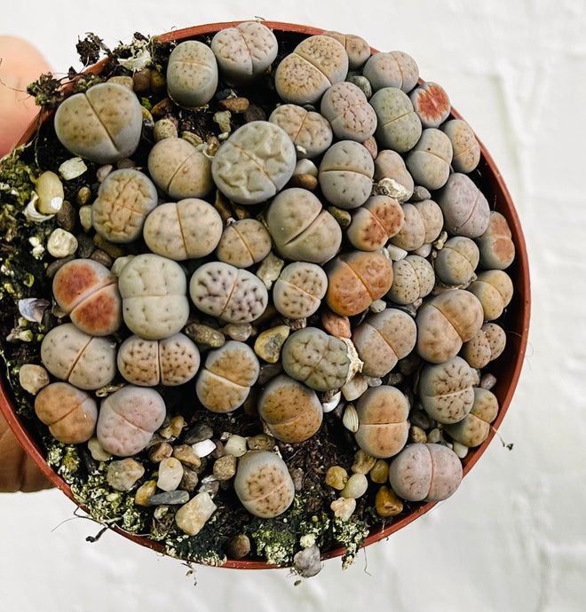 Lithops Living stones