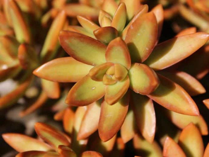 Sedum Adolphii