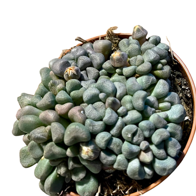 Aloinopsis Schooneesii