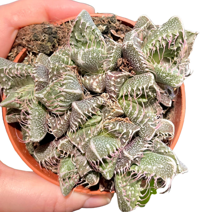 Faucaria Tigrina