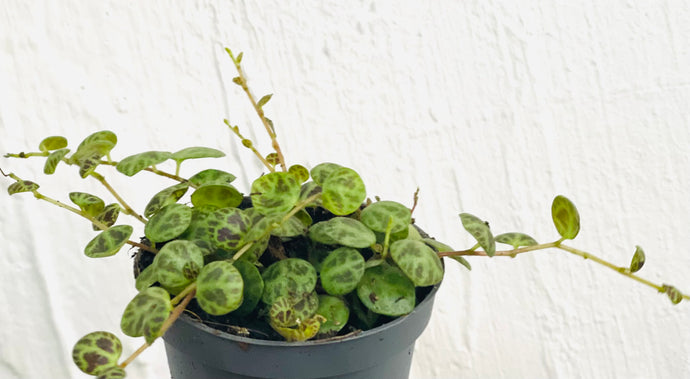 Peperomia prostrata