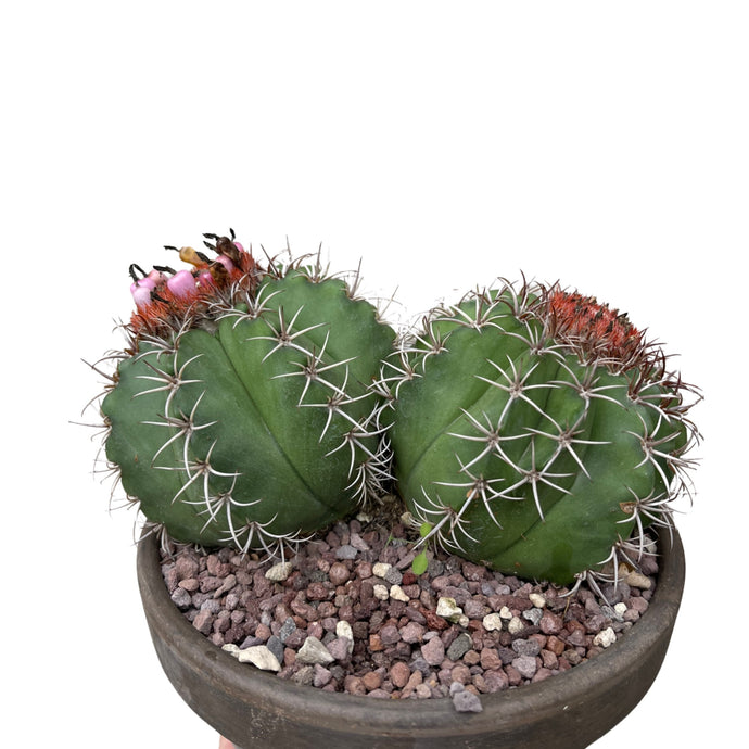 Melocactus Matanzanus