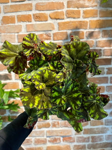 Begonia leaf Zumba