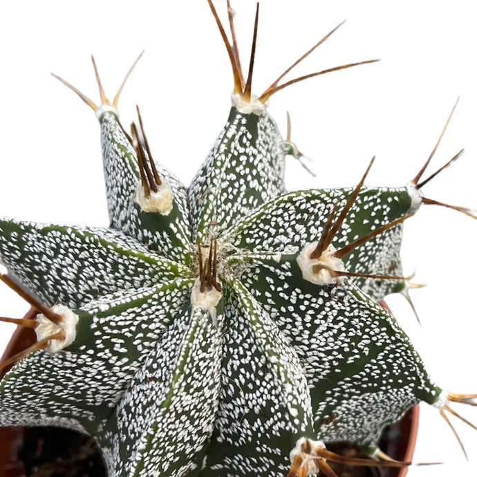 Astrophytum Ornatum