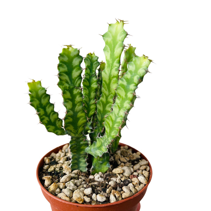 Euphorbia pseudocactus