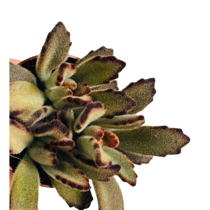 Kalanchoe chocolate soldier