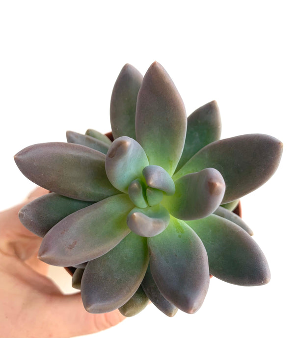 Pachyphytum bracteosum fitkai