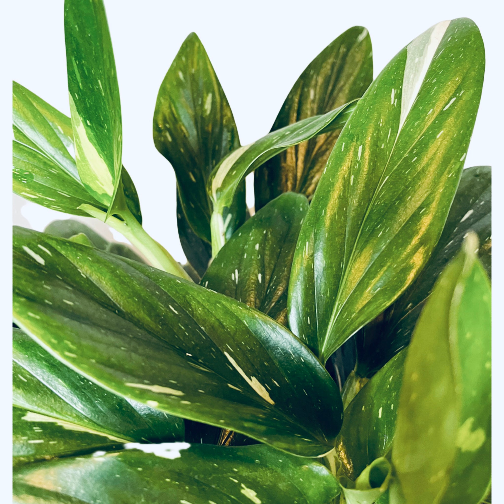 monstera standleyana vs philodendron cobra Philodendron Cobra Variegata aka Monstera Standleyana – Gipsygarden