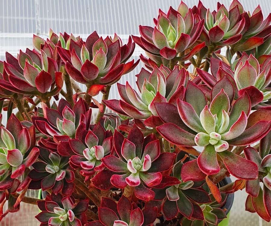 echeveria devotion succulent Echeveria pulvinata Devotion – Gipsygarden