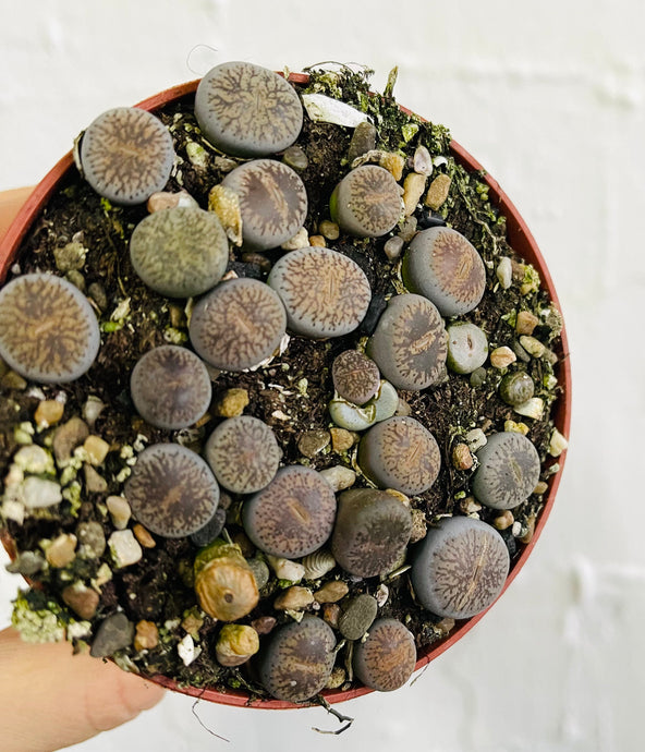 Lithops Living stones