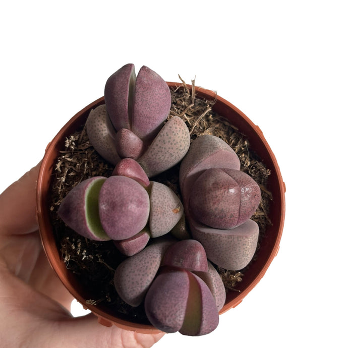 Pleiospilos Royal flush