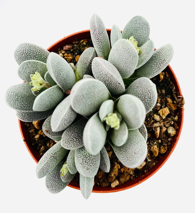 Crassula Tecta