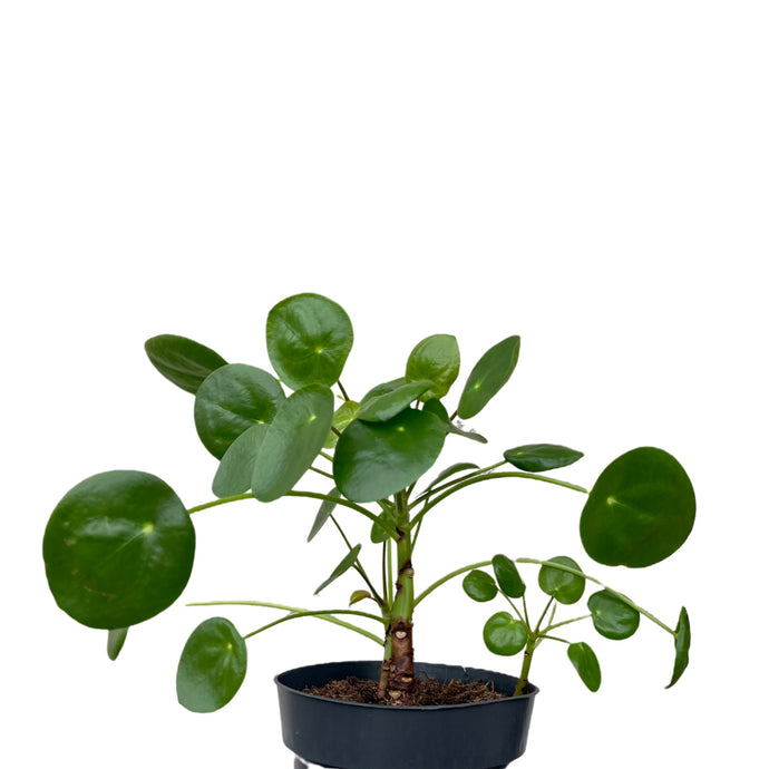 Pilea peperomoides