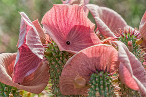 Hoodia Gordonii