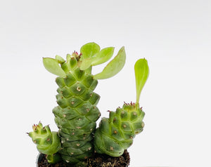 Euphorbia Monadenium Ritcheii