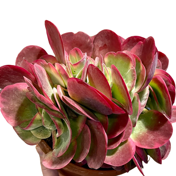 Kalanchoe Thyrsiflora variagata Rainbow