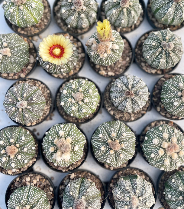 Astrophytum Asterias hybrid