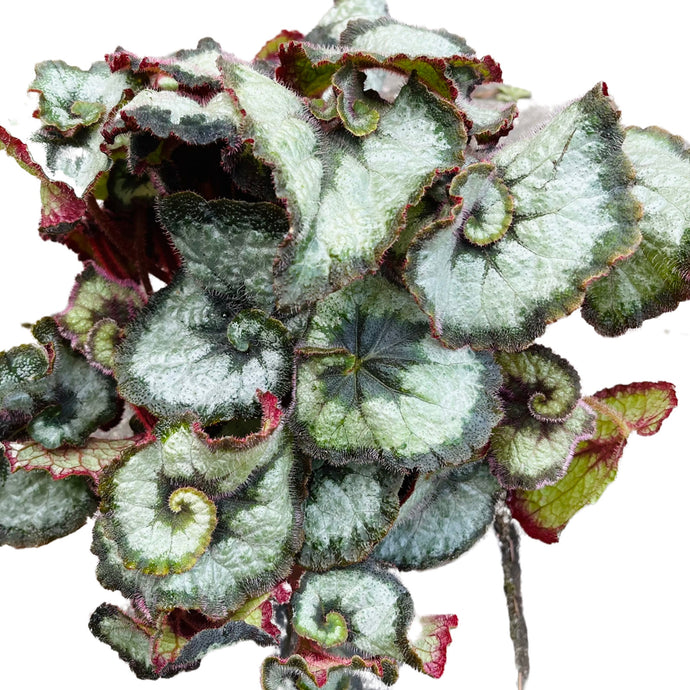 Begonia rex Escargot