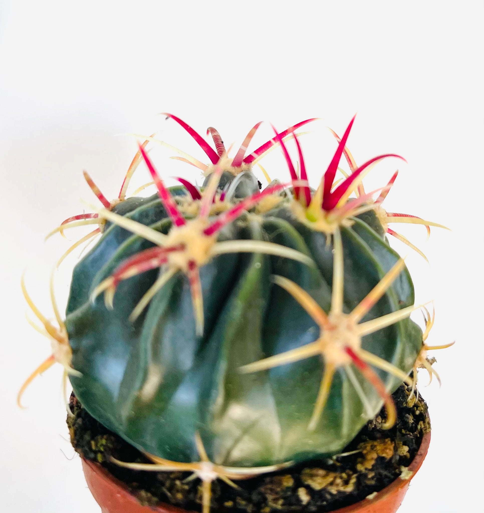 devil's tongue house plant Ferocactus Latispinus Devil's tongue – Gipsygarden
