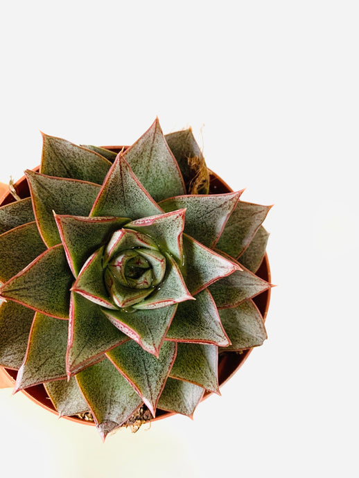 Echeveria purpusorum