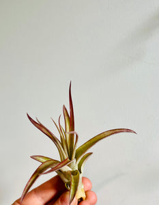 Tillandsia Abdita - Brachycaulos Multiflora