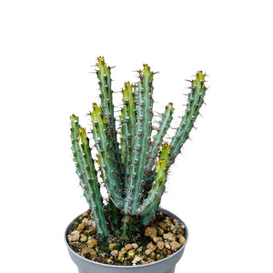 Euphorbia Aruginosa