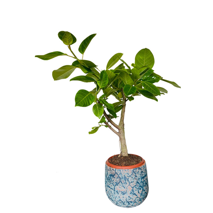 Ficus Altissima