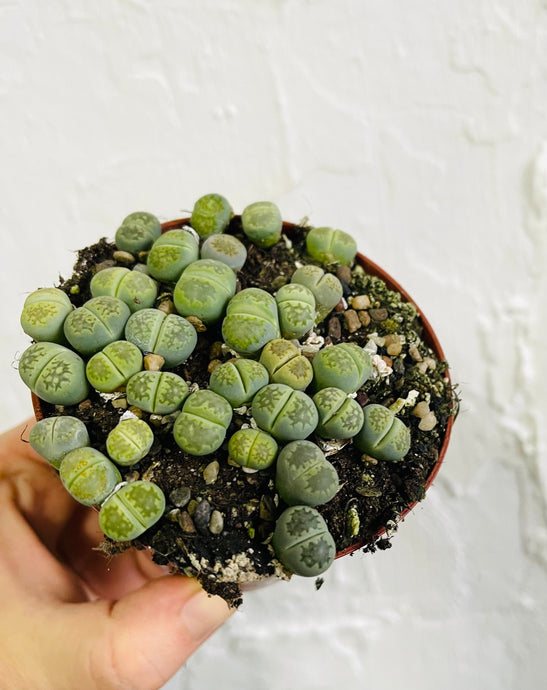 Lithops living stones