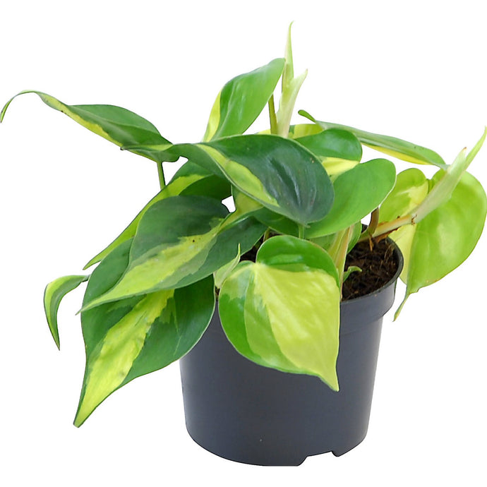 Philodendron scandens Brasil