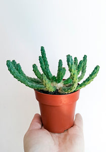 Euphorbia inermis
