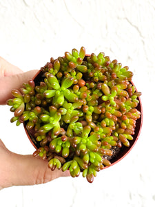 Sedum rubrotinctum