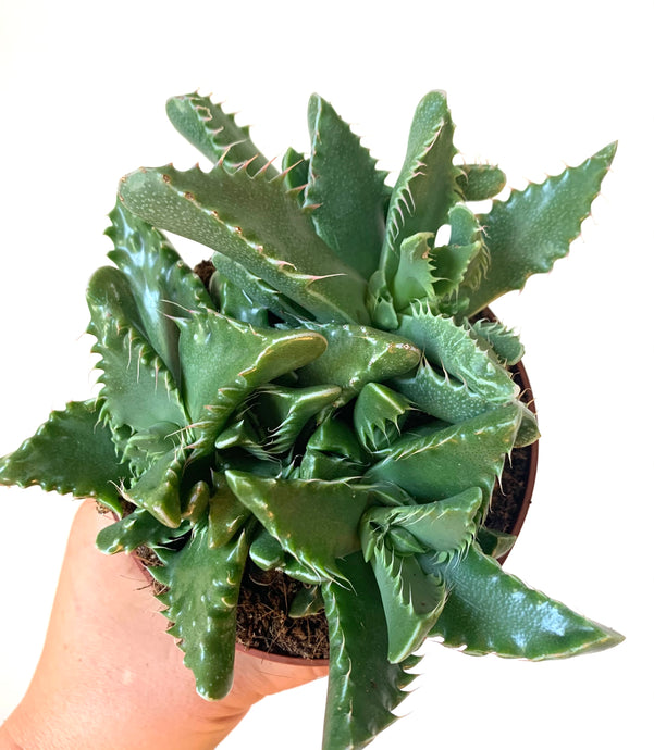 Faucaria tigrina