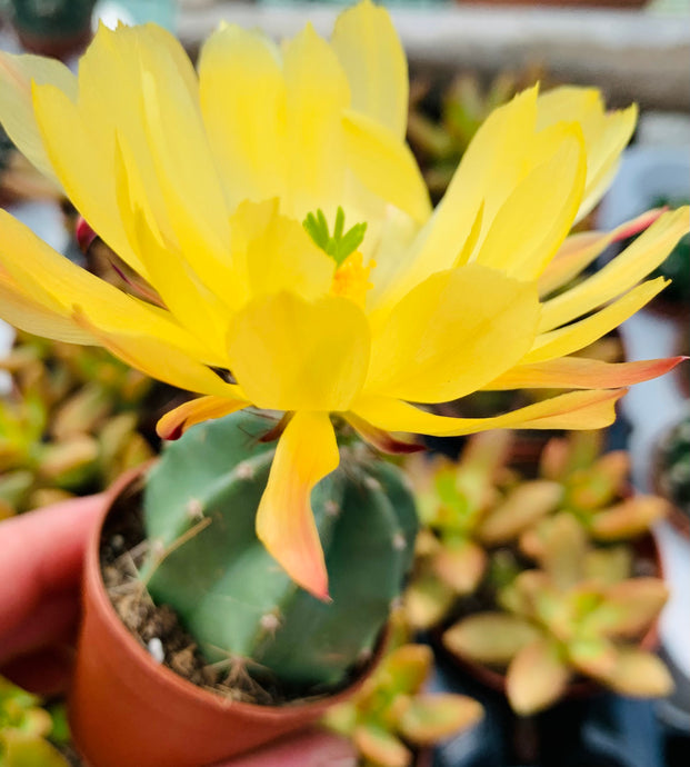 Echinocereus subinermis