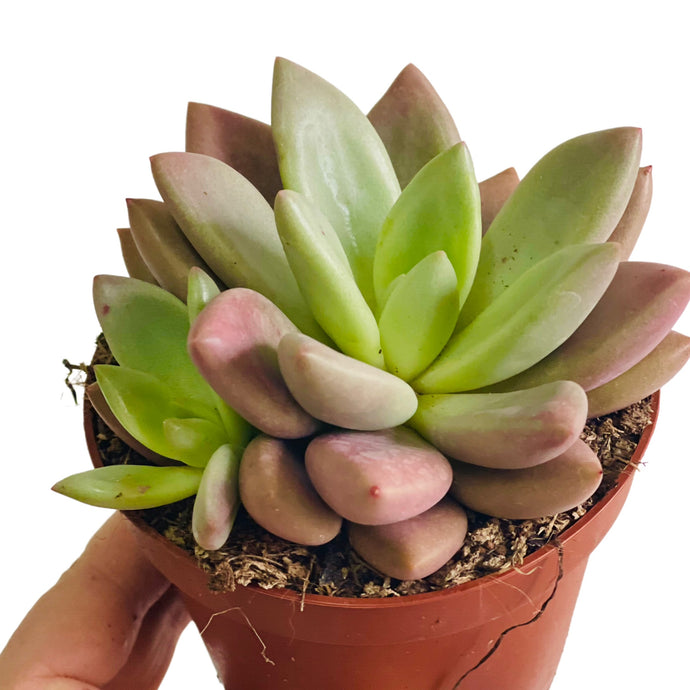 Graptoveria Rosie crown