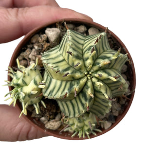 Euphorbia meloformis variagata