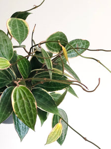 Hoya macrophyla